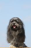 PETIT CHIEN LION 216